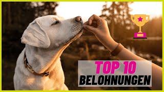 Top 10 beliebteste Belohnungen für die Hundeerziehung