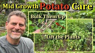 Container & Earth Bed Potato Care Tips at Mid Growth (Fertilizing, Watering Frequency, 'Trellising')