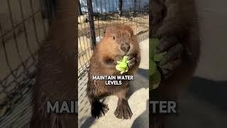 Incredible Beaver Facts: The Master Builders of the Animal Kingdom!