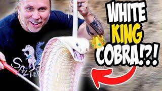 Rarest White King Cobra In The World!