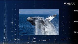 Immerse yourself in songs of humpback whales: Late autumn in Monterey Bay