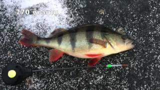 Ice Fishing Perch  Рыбалка ловля окуня подводная съёмка 2016.02.06
