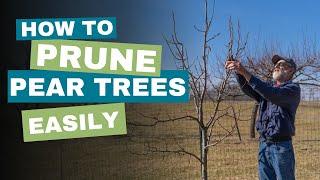 Prune a Pear Tree With These Easy Steps