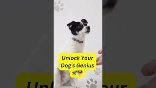 Unlock Your Dog's Genius: The Power of Brain Training!  #dognutritiontips #dog #petcare