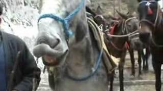 Antoni the Smiling Donkey! - Santorini