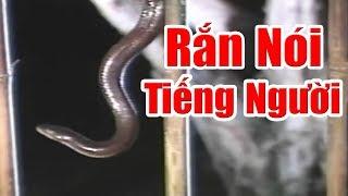 Rắn Nói Tiếng Người Và Hòn Ngọc Châu Báu - Phim Cổ Tích Việt Nam Xưa Cũ, Chuyện Cổ Tích Việt Nam