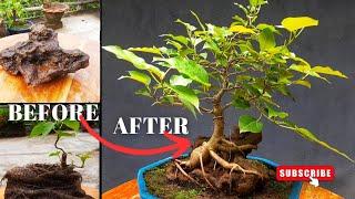 How to Make Root over Rock Bonsai for Beginners #10