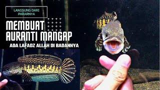 TIPS AURANTI MANGAP DAN GONDRONG ALA SAUNG FISH AQUATIC| AURANTI BERLAFAZD ALLAH Part 02