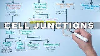 Cell Junctions