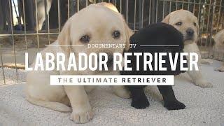 ALL ABOUT LABRADOR RETRIEVERS: WORLD'S #1 RETRIEVER