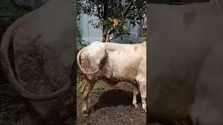 Giant white cow