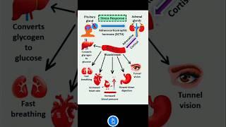 Stress Response by Body: Role of Pituitary and Adrenal glands under stress - Adrenaline and Cortisol