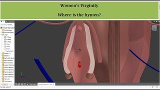 Women's virginity! When did you lose your virginity, Hymen Embryogenesis, first time sex