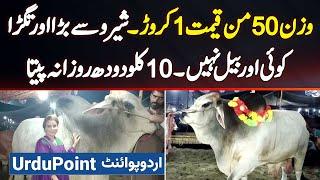 Qurbani Ka 2000 KG Ka Heavy Janwar Sheru - Price 1 Crore - Daily 10 KG Doodh Pi Jata