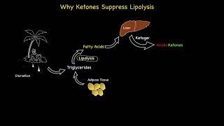 Why do ketones suppress lipolysis?
