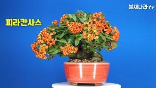 분재,피라칸사스,소품분재,Pyracantha angustifolia,bonsai,盆栽,mini bonsai,분재나라tv,분재관리