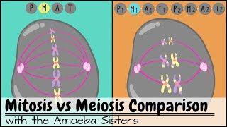 Mitosis vs. Meiosis: Side by Side Comparison