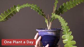 Disocactus anguliger (Epiphyllum anguliger) Houseplant Care — 220 of 365