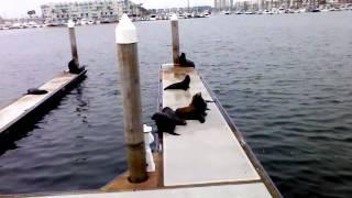 Sea lions