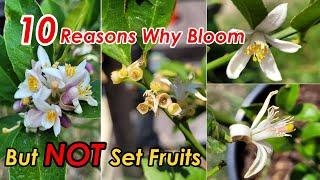 10 Reasons Why Lemon Tree Blooms But Not Set Fruits | Boron Deficiency Treatment (柠檬树开花不结果的10种原因)