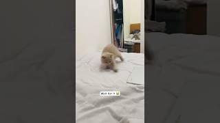 Kitten sees his own reflection and gets scared #waitforend #catog #kitten #kitty