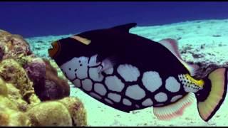 Clown Triggerfish Balistoides conspicillum