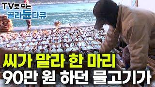 '10년 만의 풍어’ 씨가 말라 한 마리 90만 원을 호가하던 어종! 작은 배 한 척 달랑 셋이서도 만선하는 어부｜겨울 바다｜거제 만선 대구 잡이｜극한직업｜#골라듄다큐