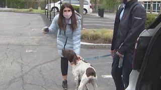 Reporter Busts Accused Dognapper on Live TV