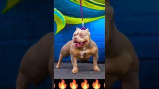 American bully dog dangerous video status #preetyadavharsud #shorts