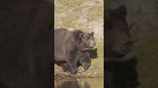 Famous grizzly bear “791” in Yellowstone  #wildlife #yellowstone #animals #nature #grizzlies