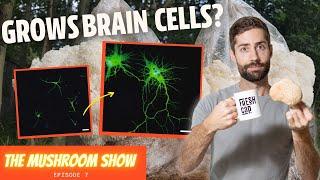 How Lion's Mane GROWS Brain Cells (TMS EP 7)