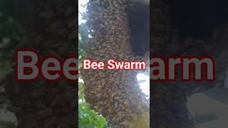 How To Capture Honey Bee Swarm #shorts EP891