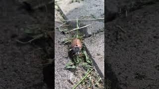 МАЙСКИЙ ЖУК 🪲 #shorts #shortvideo #Жук