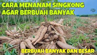 CARA MENANAM SINGKONG AGAR BERBUAH BANYAK DAN BESAR