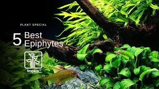 Top 5 Best Aquarium Plants to Attach to Wood/Rock