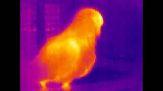 Sun Conure rocking back and forth on his cage door for the thermal camera...