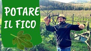 POTARE il FICO: come e quando fare la potatura