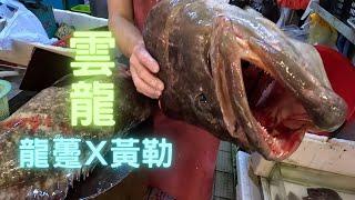 雲龍班(混種魚）龍躉x黃勒, 善信放生魚種之一已經好多向海生長到好大,同沙巴一樣,對本地魚,非常有威脅 ~fishcutting香港海鮮~社長遊街市Seafood