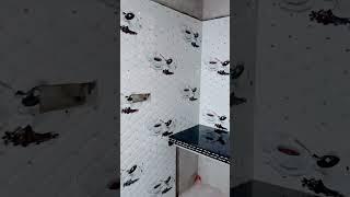 tiles kitchen 12 18 new design
