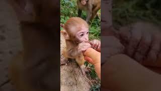 poor baby monkey 