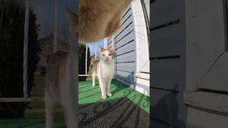 Cats with cameras unhinged! #youtubeshorts #cat #viral #asmr #insta360