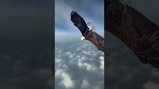 an eagle flies and screams loudly, king of the sky, amazing sound #naturalbeauty #shortsvideo