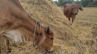 Gir cow || Village Life with odisha || cow milking || Desi cow