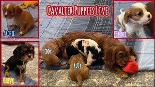 RBC Live: Happy Thanksgiving from the Puppies & People at Red Barn Cavaliers!