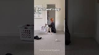 My friend Dog Vs My Dog #shorts #dog #funny