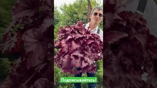 Бегония нашей селекции DS-Ягода-малина  #бегонии  #dimetris