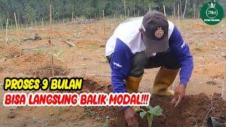 TATA CARA MENANAM POHON PISANG CAVENDISH | PETANI MILENIAL