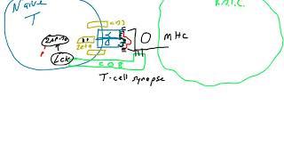 T cell activation