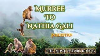 Murree To Nathia Gali Road Trip 2024 | The Most Scenic Route | Pakistan Northern Areas | Nature