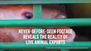 Ban Live Exports International Awareness Day 2023